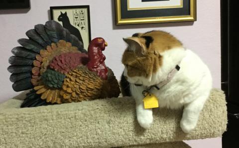 Sophee talks to Mr. Turkey