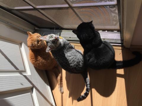 The Cat Authors want to catch a lizard that they have spotted right outside the door.