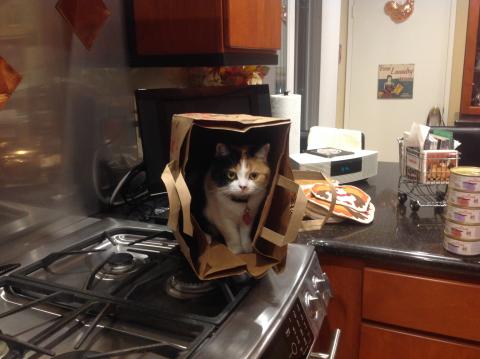 Meowmuh calls me her 'little helper.'  Here I am helping her unpack the groceries.