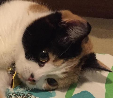 I'M A STRAIGHT-EAR SCOTTISH FOLD Yep, I'm a Scottish Fold.