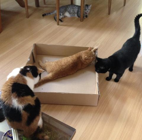 Get out of here, Inkee-Bear!  This box isn't big enough 4 all of us.