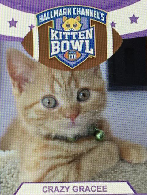 Can I play in Kitten Bowl III?