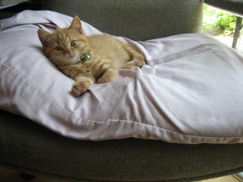 JUST GETTING COMFY Now this is what I call soft.