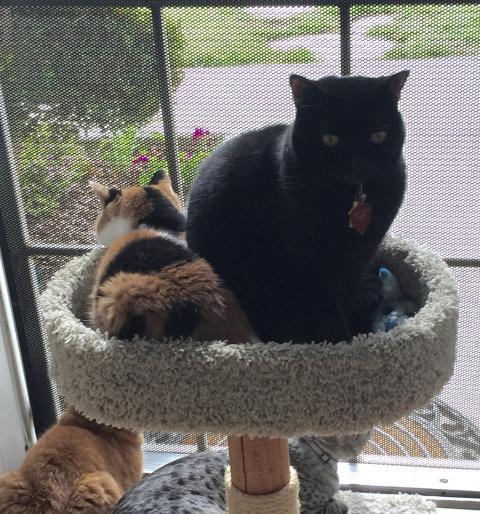 CAT AUTHORS ON DISPARATE WATCHES Inkee-Bear has a reason 2 watch inside