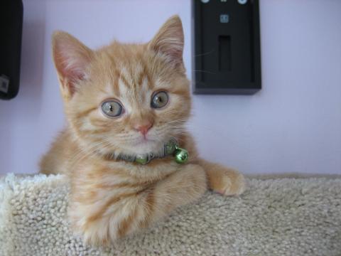 GRACEE CRUISN' IN HER NEW CAT TREE Ok, ok. So, it took me a few days to find my tree.