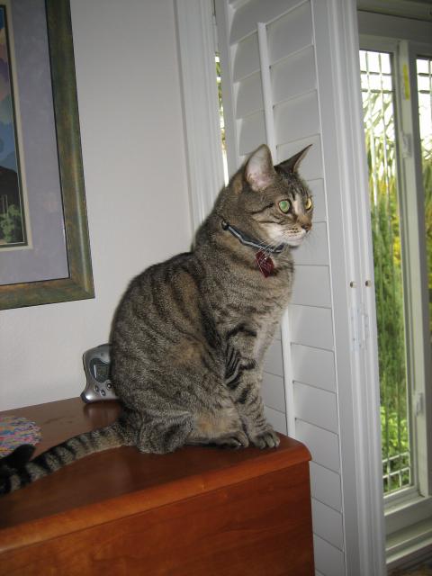 Tigger teaches me to use the scratch post.