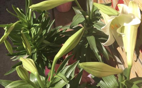 Easter Lilies are fragrant, fragile & poisonous!