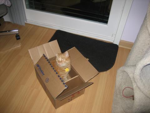 It is my feline duty to explore every box.