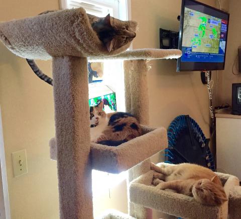 R CAT TREE Kickin' it on R tree.