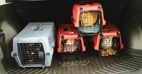 BUT WE DON'T WANT TO GO TO THE VET We have our 'going to the vet' faces on.