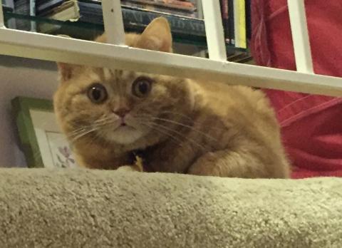 I'M A STRAIGHT-EAR SCOTTISH FOLD Yup, I'm a Scottish Fold 2!