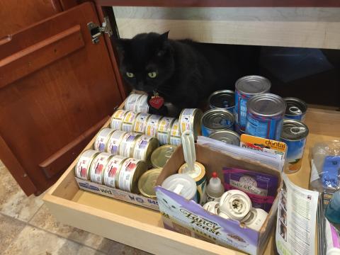 INKEE-BEAR'S CURIOSITY TAKES HIM TO DEEP, DARK PLACES Inked-Bear caught being curious...again.