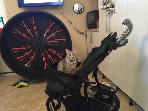 Spirit is ready to 'roll in the new PetGear Jogger Stroller.