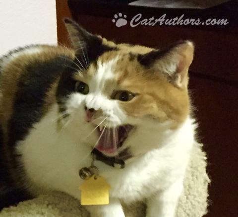 FIX OUR STROLLER NOW! AHORA! I want this stroller fixed now!!!