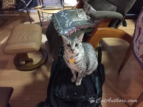 PUH-LEEZ FIX OUR STROLLER I'm sittin' on this collapsed stroller until it gets fixed!