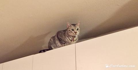 I"M 'ADVENTURING' I scaled Mount White Cabinets and reached the summit!