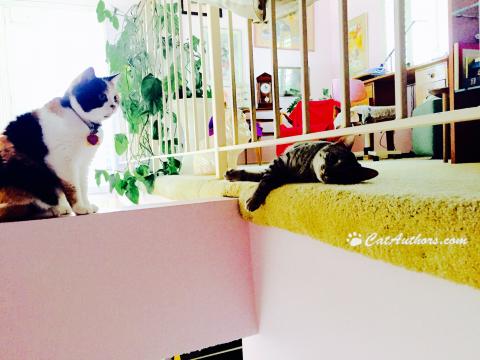 LOVIN' THIS PERCH This beam is my fav perch too.