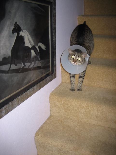 A NECK CONE DILEMMA:  STAIRS