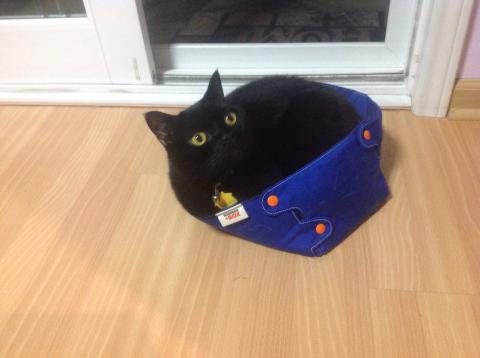 I DO FIT ! The newest cat bed...I most certainly do fit.