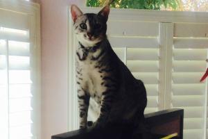 TV SITTIN' Just sittin' on top of the Bay...er TV