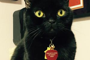 BLACK CATS ROCK! Black cats are the coolest