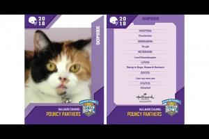 KITTEN BOWL 2018