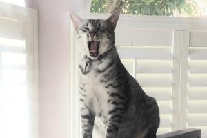 CAT NAP TIME Meowl. Cat Nap Time.