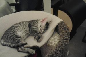 MY FIRST NAP IN MY NEW FOREVER HOME. I am so sleepy.