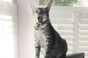 YEOWL!!! WHY CAN'T I GO TO CATCONLA2016? Yowl!! I wanna' go to CatConLA 2016!!!