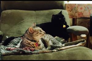 Did you hear it?  There's something' up there.