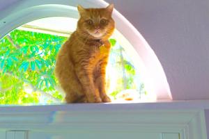 GRACEE ON WATCH DUTY I watch everything and everyone from my cat walk.