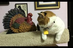 Sophee talks to Mr. Turkey