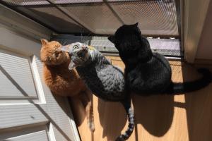 PURR-LEEZ LET US GO OUT The Cat Authors want to catch a lizard that they have spotted right outside the door.