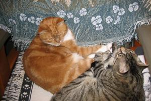 My big brothers, Tigger & Charlie Brown.  They aren't here anymore.
