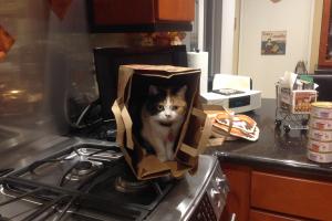 Meowmuh calls me her 'little helper.'  Here I am helping her unpack the groceries.