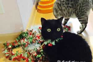 LEMME' HELP! I wanna' decorate too.