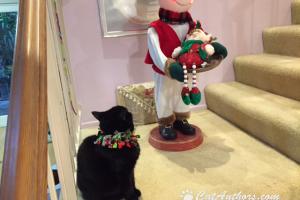 OR IS THIS A WHO? This is a what?