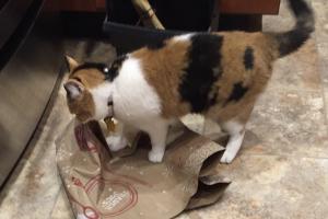 BAG-RIPPING This is a still pic of me bag-ripping.