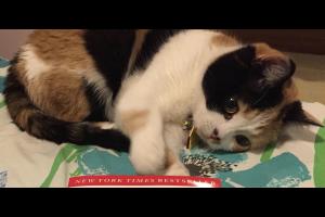 LOVE THESE BOOKS ON CATS!!! OK, I admit it, I like to read before I go to bed.