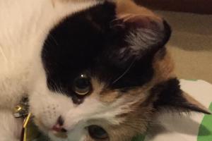 I'M A STRAIGHT-EAR SCOTTISH FOLD Yep, I'm a Scottish Fold.