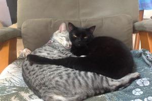 KITTY KISSES OR SLOW BLINKS Meowmuh and I are exchanging 'kitty kisses' or slow blinks.