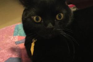 WHAT? A 'PET FIRST AID/CPR' CLASS? What? U r going to school? To learn how to save our lives?