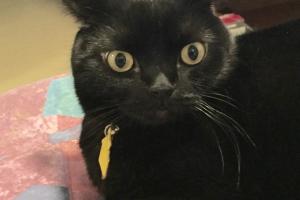 I'M A STRAIGHT-EAR SCOTTISH FOLD I'm a Scottish Fold Straight-Ear