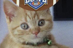Can I play in Kitten Bowl III?