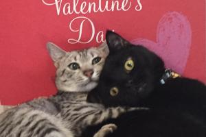 It isn't Merry Valentine's, it's Happy Valentine's?