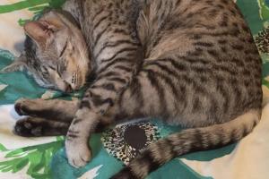 I'M A SERIOUS, SERIAL SLEEPER I am seriously asleep on Meowmuh's bed.