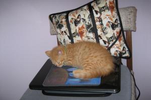 The mousepad on top of the notebook cat-puter is sooo soft!