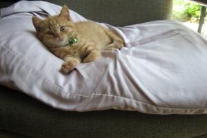 JUST GETTING COMFY Now this is what I call soft.