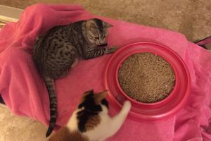 SPINNING TOGETHER Spirit & Sophee play spin the ball