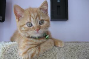 GRACEE CRUISN' IN HER NEW CAT TREE Ok, ok. So, it took me a few days to find my tree.